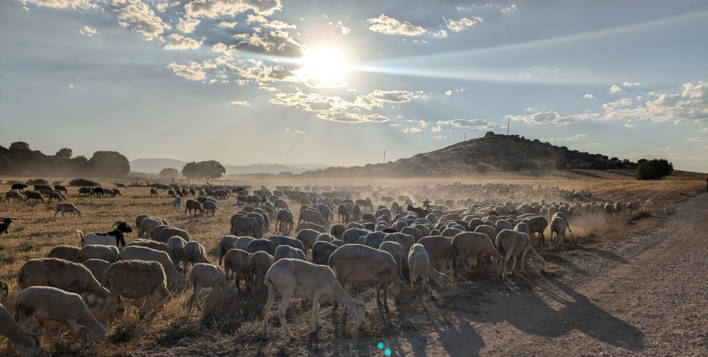 53 Concurso Subasta Nacional de la Raza Ovina Segureña y XXVII  Feria  Agroganadera de  Huéscar 2026
